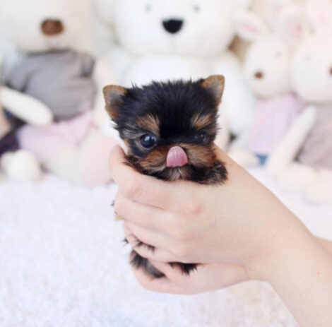 Jeremiah Micro Yorkie