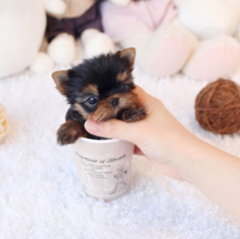 Jeremiah Micro Yorkie - Image 6