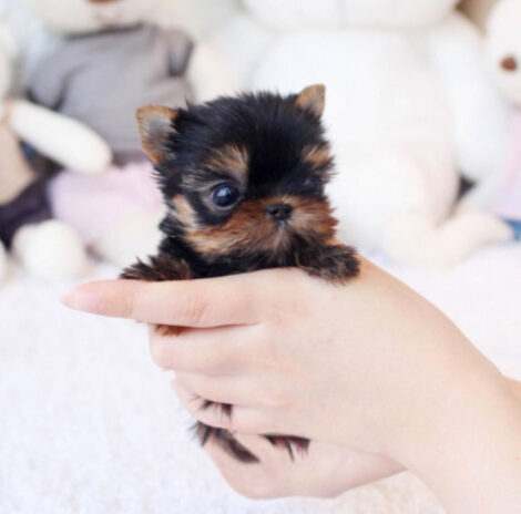 Jeremiah Micro Yorkie - Image 3