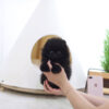 Parker Black Micro Pomeranian - Image 2