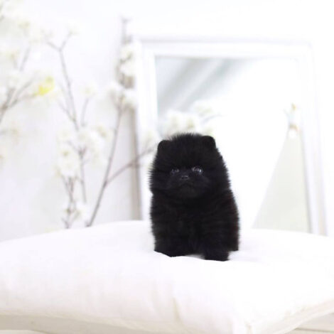 Parker Black Micro Pomeranian - Image 3