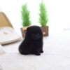 Parker Black Micro Pomeranian