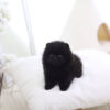 Parker Black Micro Pomeranian - Image 4