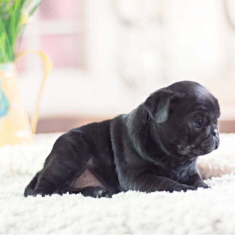 Karl Black Teacup Pug - Image 2