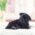 Karl Black Teacup Pug