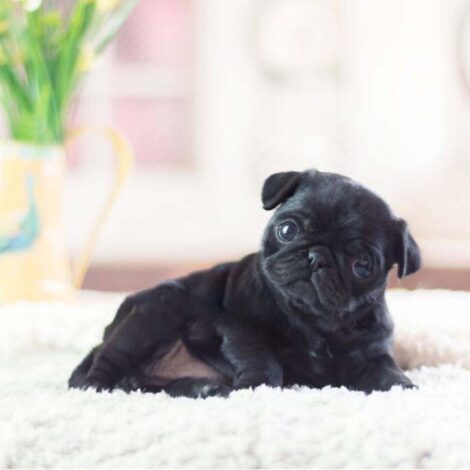 Karl Black Teacup Pug