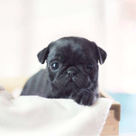 Karl Black Teacup Pug - Image 3