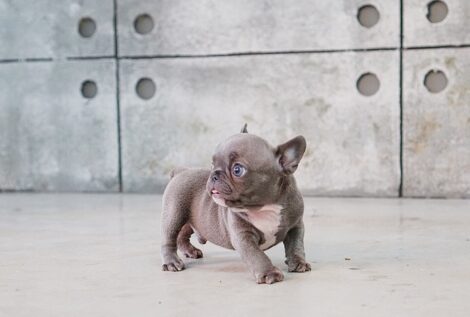 Violet Blue Tiny Frenchie - Image 2