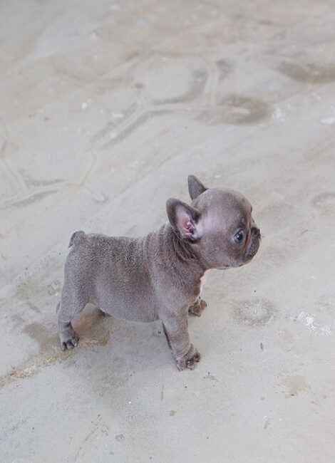 Violet Blue Tiny Frenchie - Image 3