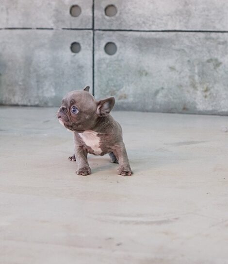 Violet Blue Tiny Frenchie - Image 4