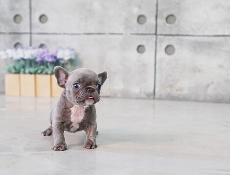 Violet Blue Tiny Frenchie - Image 5