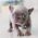 Violet Blue Tiny Frenchie
