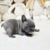Faboo Blue Mini French Bulldog - Image 5