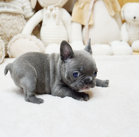 Faboo Blue Mini French Bulldog - Image 5