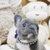Faboo Blue Mini French Bulldog - Image 2