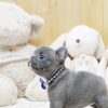 Faboo Blue Mini French Bulldog - Image 3