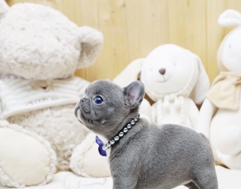 Faboo Blue Mini French Bulldog - Image 3