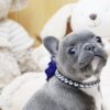 Faboo Blue Mini French Bulldog - Image 4