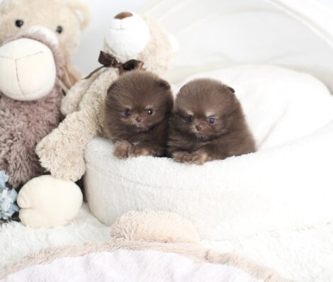 Norman Teacup Pom - Image 2