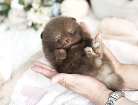 Norman Teacup Pom
