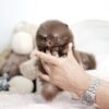 Norman Teacup Pom - Image 3