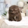 Norman Teacup Pom - Image 4