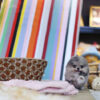 Lexi Blue Micro Pomeranian - Image 3