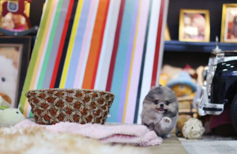 Lexi Blue Micro Pomeranian - Image 3