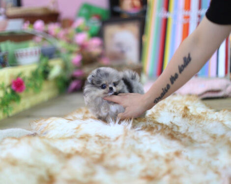 Lexi Blue Micro Pomeranian - Image 4
