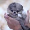 Lexi Blue Micro Pomeranian