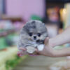 Lexi Blue Micro Pomeranian - Image 2
