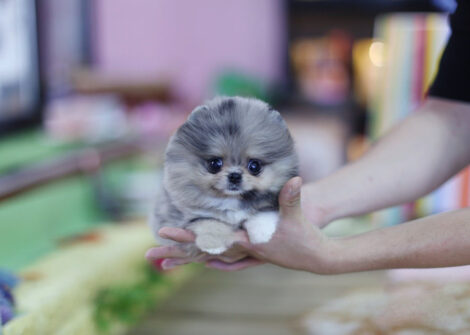 Lexi Blue Micro Pomeranian - Image 2