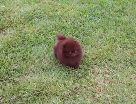 Charlotte Chocolate  Teacup Pom - Image 3