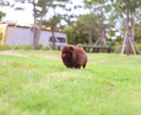 Charlotte Chocolate  Teacup Pom - Image 4