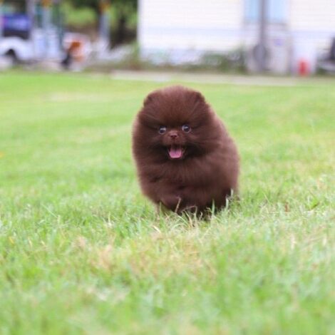 Charlotte Chocolate  Teacup Pom - Image 5