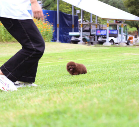 Charlotte Chocolate  Teacup Pom - Image 6