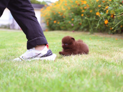 Charlotte Chocolate  Teacup Pom - Image 7