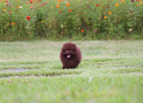 Charlotte Chocolate  Teacup Pom - Image 8