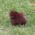 Charlotte Chocolate  Teacup Pom