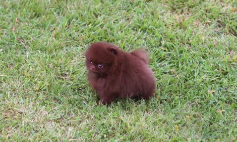 Charlotte Chocolate  Teacup Pom