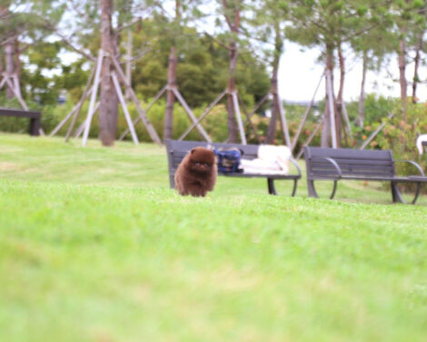 Charlotte Chocolate  Teacup Pom - Image 2
