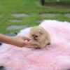 Avery Micro Teacup Pomeranian - Image 3