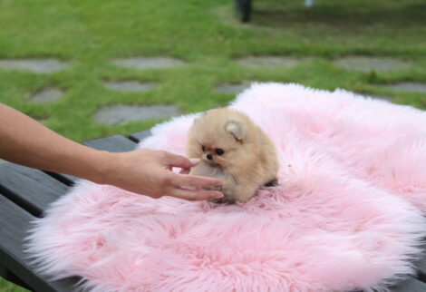 Avery Micro Teacup Pomeranian - Image 3