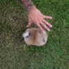 Avery Micro Teacup Pomeranian - Image 4
