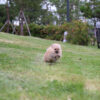 Avery Micro Teacup Pomeranian - Image 5