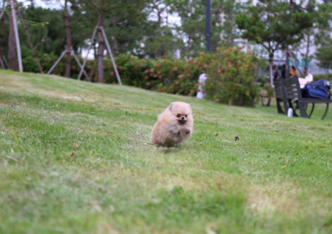 Avery Micro Teacup Pomeranian - Image 5