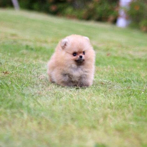 Avery Micro Teacup Pomeranian