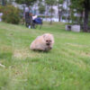 Avery Micro Teacup Pomeranian - Image 2