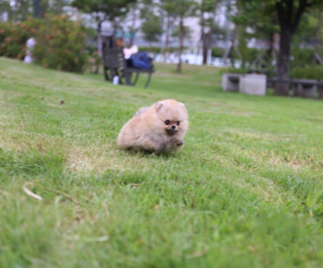 Avery Micro Teacup Pomeranian - Image 2