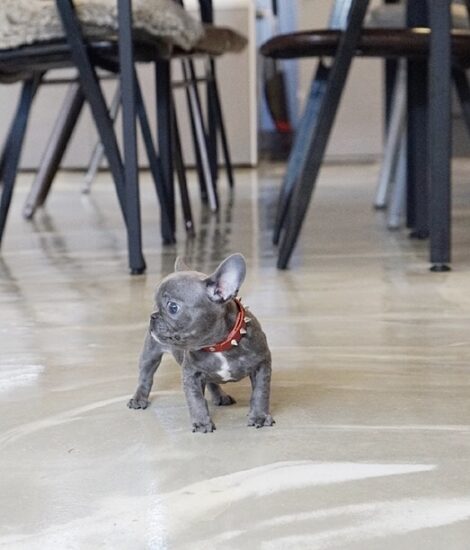 Fossi Blue Teacup Frenchy - Image 6